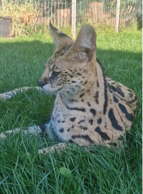 Cei care vor să-și cumpere o felină exotică sunt trecuți pe o listă de așteptare foto: arhivă personală
