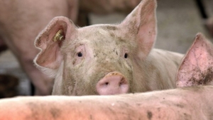 Efectele de care ar trebui să știe toți românii! Cum ne afectează sănătatea carnea de porc bolnav!