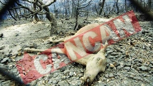 Lumea lovita de incendii si furtuni