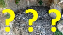 Comoară veche de 650 de ani, găsită într-un cuib de păsări
