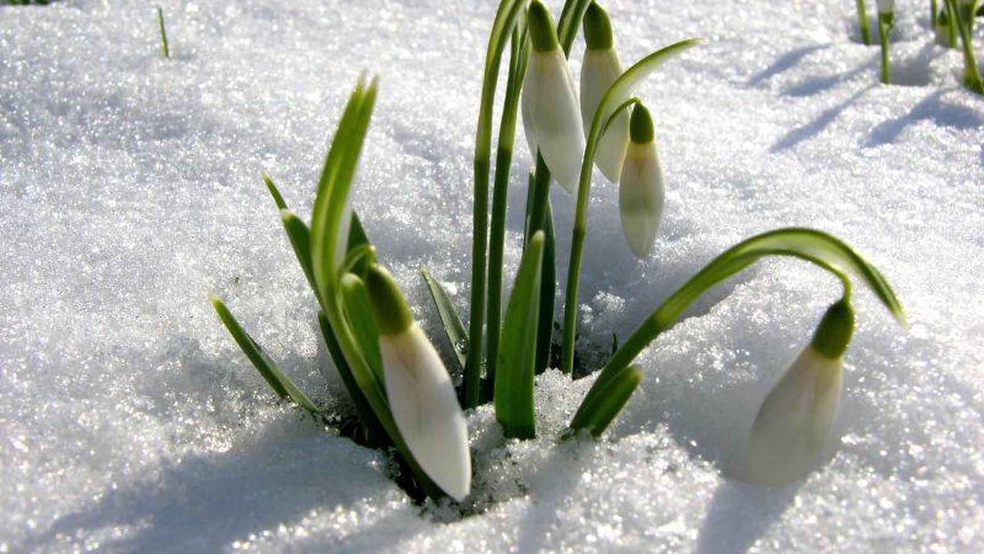 Prognoza meteo pentru 1 martie. ANM, anunț neașteptat pentru săptămâna viitoare