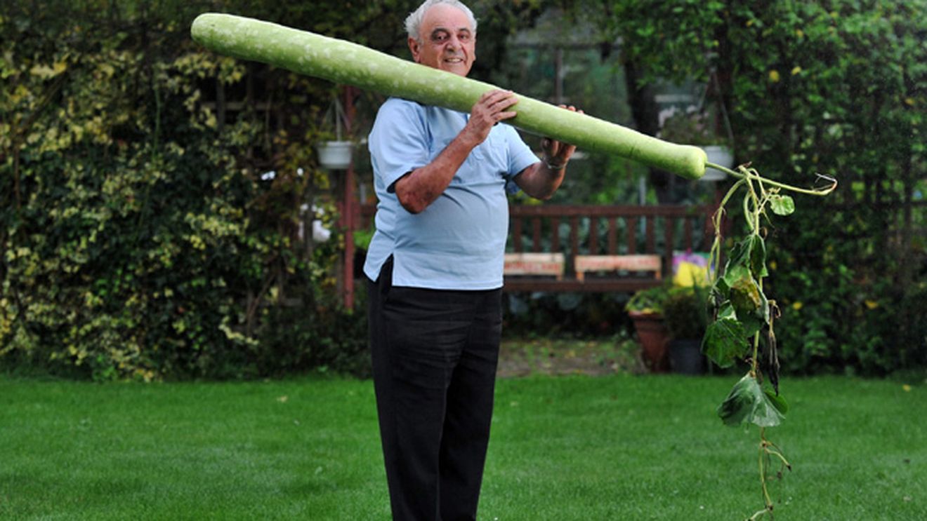 I-a crescut un dovlecel gigant in gradina
