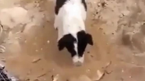 VIDEO Gestul care a induiosat mii de oameni! Cum reuseşte acest câine să-şi arate regretul faţă de moartea unui prieten