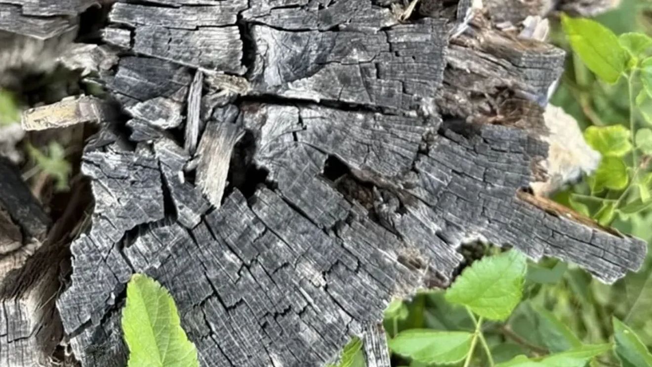 TEST IQ VIRAL | Doar un geniu găsește păianjenul ascuns în imagine