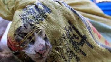 500 de pisicuţe au fost salvate de un poliţist de la moarte! Animăluţele urmau să fie servite la cină!