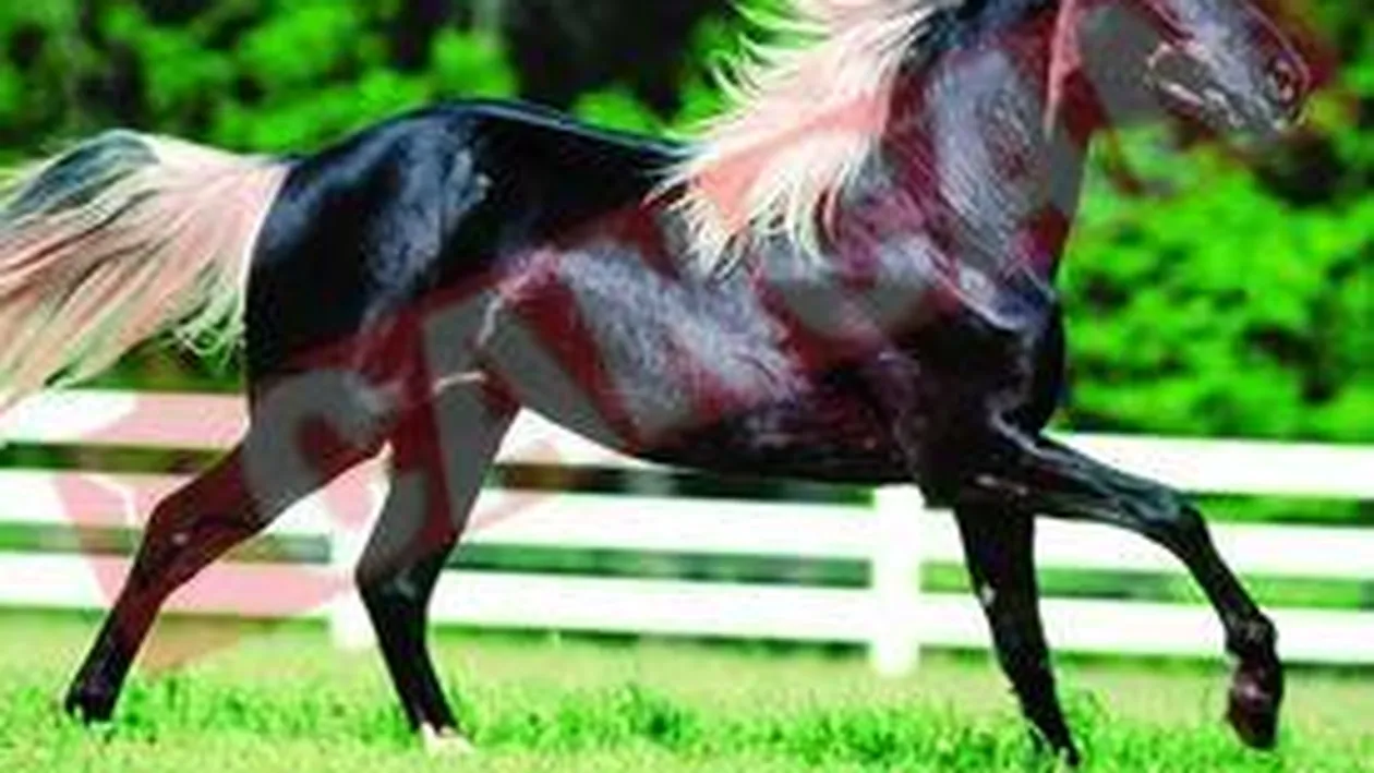 Se intoarce cu un cal pursange arab de un milion de euro si cu o camila!