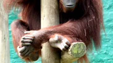 Rusii trimit o maimuta in spatiu!