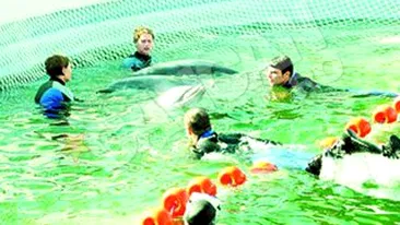 Chen-Chen, Pei-Pei si Ni-Ni au fost mutati in casa noua, dar mica! Delfinii-vedete au intrat in concediu