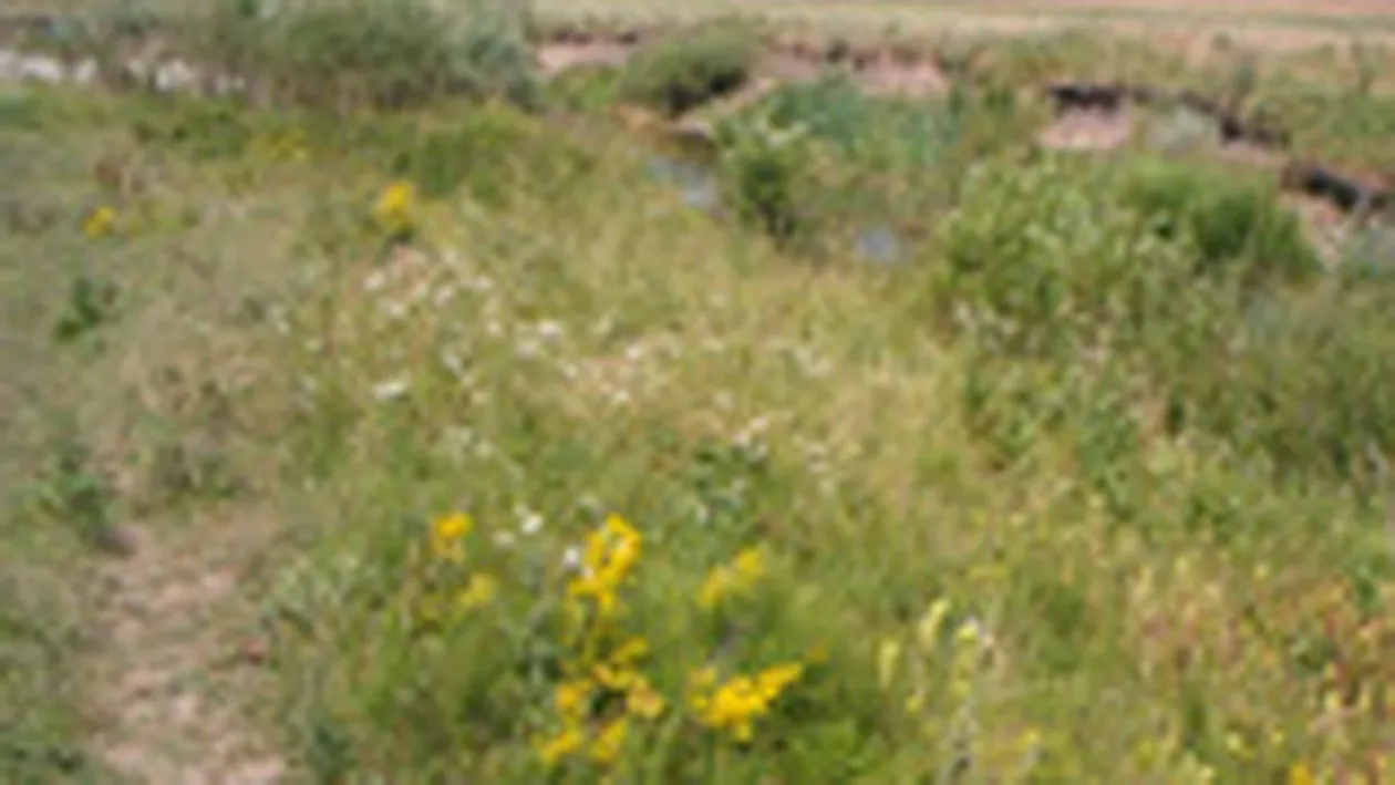 Un baiat de 17 ani a violat un altul de 9 ani