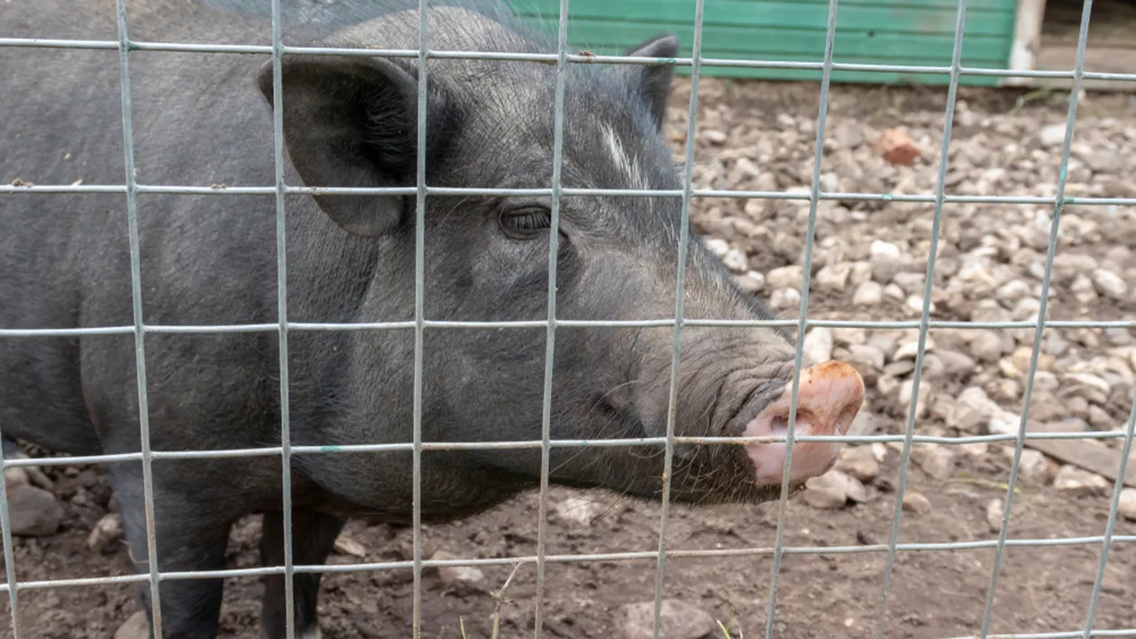 Ignat 2019. De ce se taie porcul pe 20 decembrie