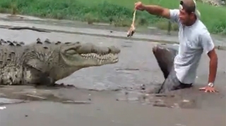 VIDEO Moartea l-a cautat pe la picioare! Aproape sa devina mancare pentru crocodil