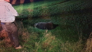 Un alt urs a fost lovit de o maşină în urmă cu puțin timp la Ghindari, judeţul Mureş