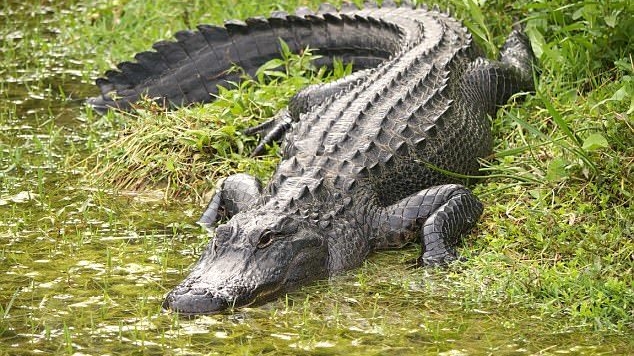 Această fetiţă a scăpat din fălcile unui aligator! S-a salvat cu ajutorul...