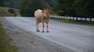Echipajul unei ambulanțe care se îndrepta spre Iași a scăpat ca prin minune cu viață, după ce o vacă le-a ieșit în față