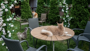 O cafenea cu 15 pisici Maine Coon se deschide în București: cafea de specialitate, relaxare și „giganți blânzi” cu personalitate
