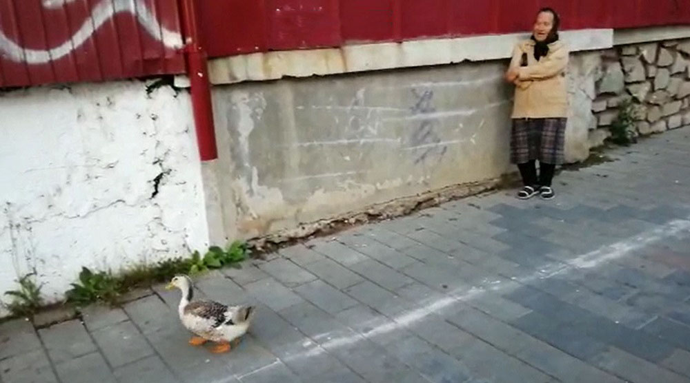 Fabulos! O bătrână din Botoșani a ieșit cu o rață la plimbare prin oraș. Cum a reușit să scape fără să fie amendată de polițiștii care au verificat-o