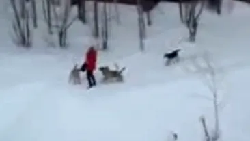 VIDEO O fata este atacata de o haita de caini... si nu traieste in Romania