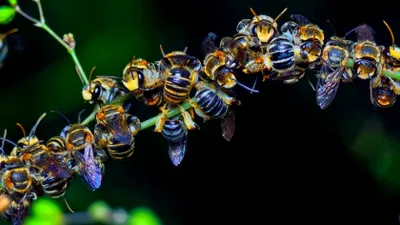 „Apocalipsa insectelor”, fenomenul care îngrijorează lumea întreagă