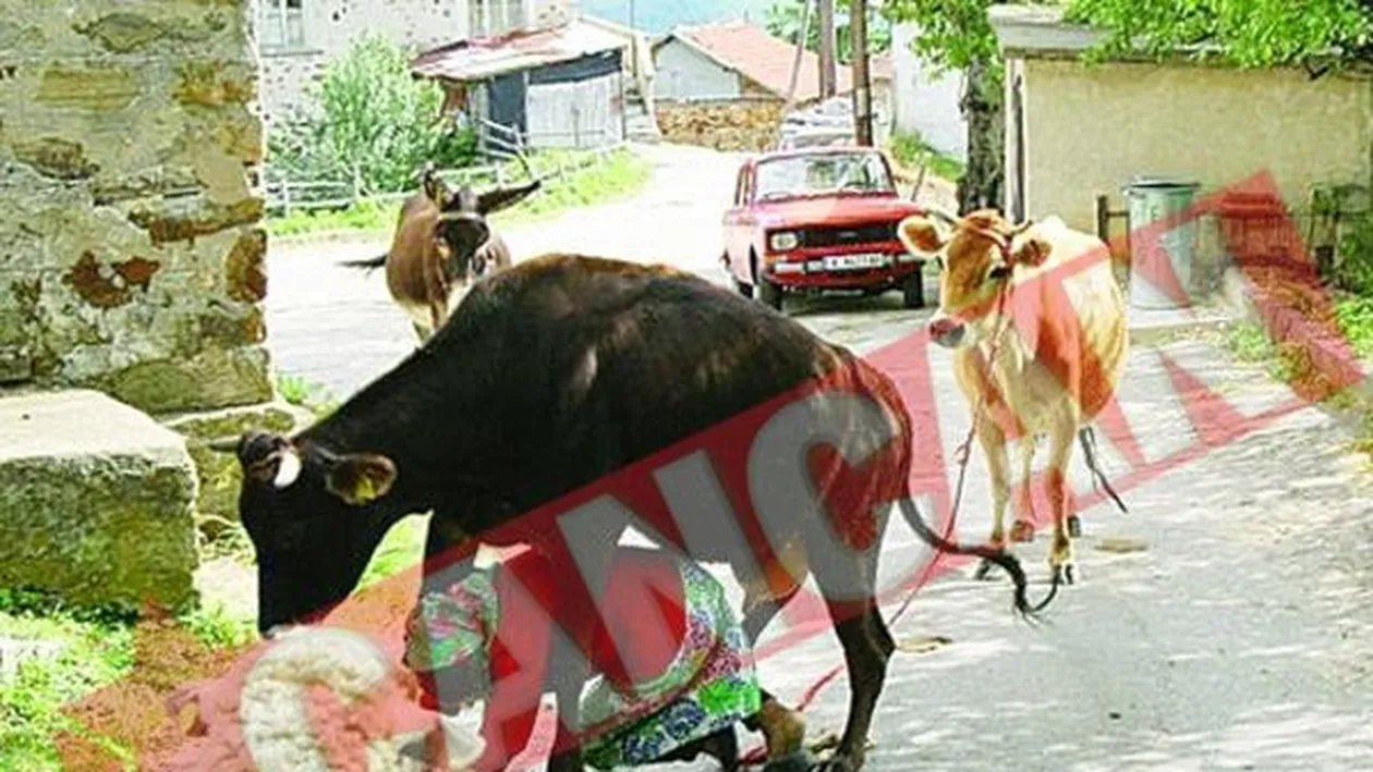 Vacuta care a sarit peste stapana ei