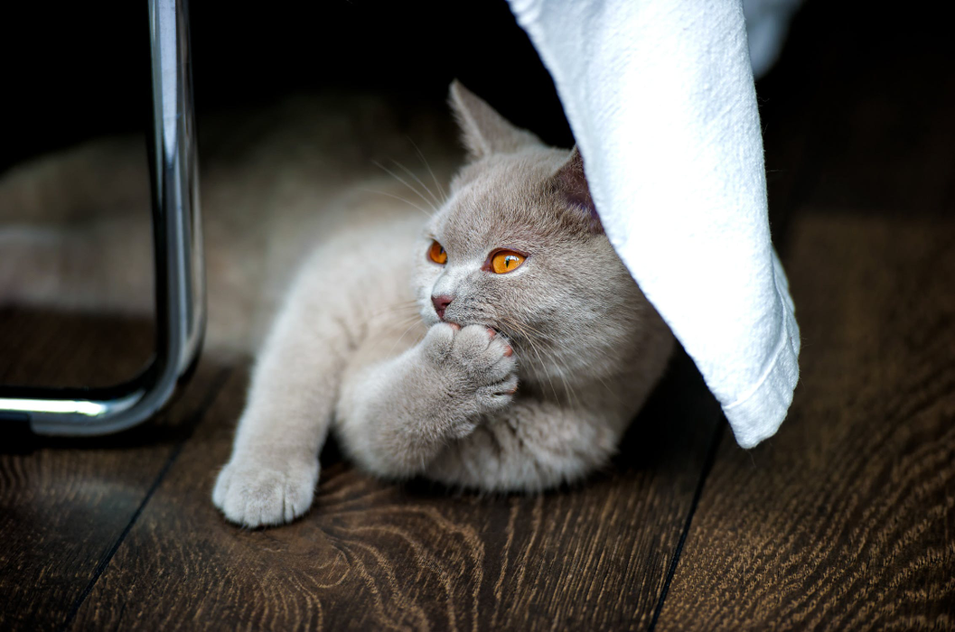 Ce vârstă are pisica ta în ani omenești. Calculul e foarte simplu! Vezi ce vedete preferă micuțele feline și cine a ales să își ia câine