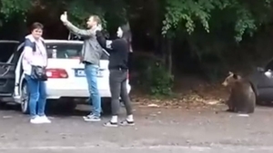 Ursul care a rănit o turistă la lacul Sfânta Ana ar putea fi împușcat de autorități! Femeia a vrut să-și facă selfie cu animalul