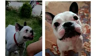 500 de euro recompensă pentru un bulldog francez dispărut: „Zola vrea acasă!”