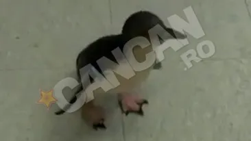 VIDEO El e cel mai dragalas pinguin din lume! Uite-l cum se bucura alaturi de ingrijitorul sau!