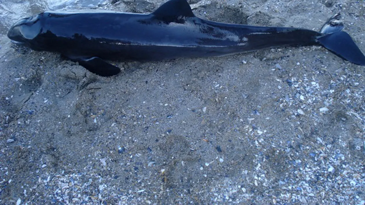 Un delfin esuat pe plaja Tataia a murit sub privirile salvatorilor
