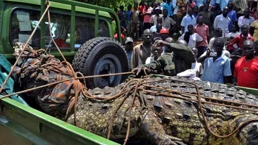 A fost prins cel mai mare crocodil din lume! Oamenii au ramas cu gura cascata cand l-au vazut: are o tona si a mancat 4 pescari!