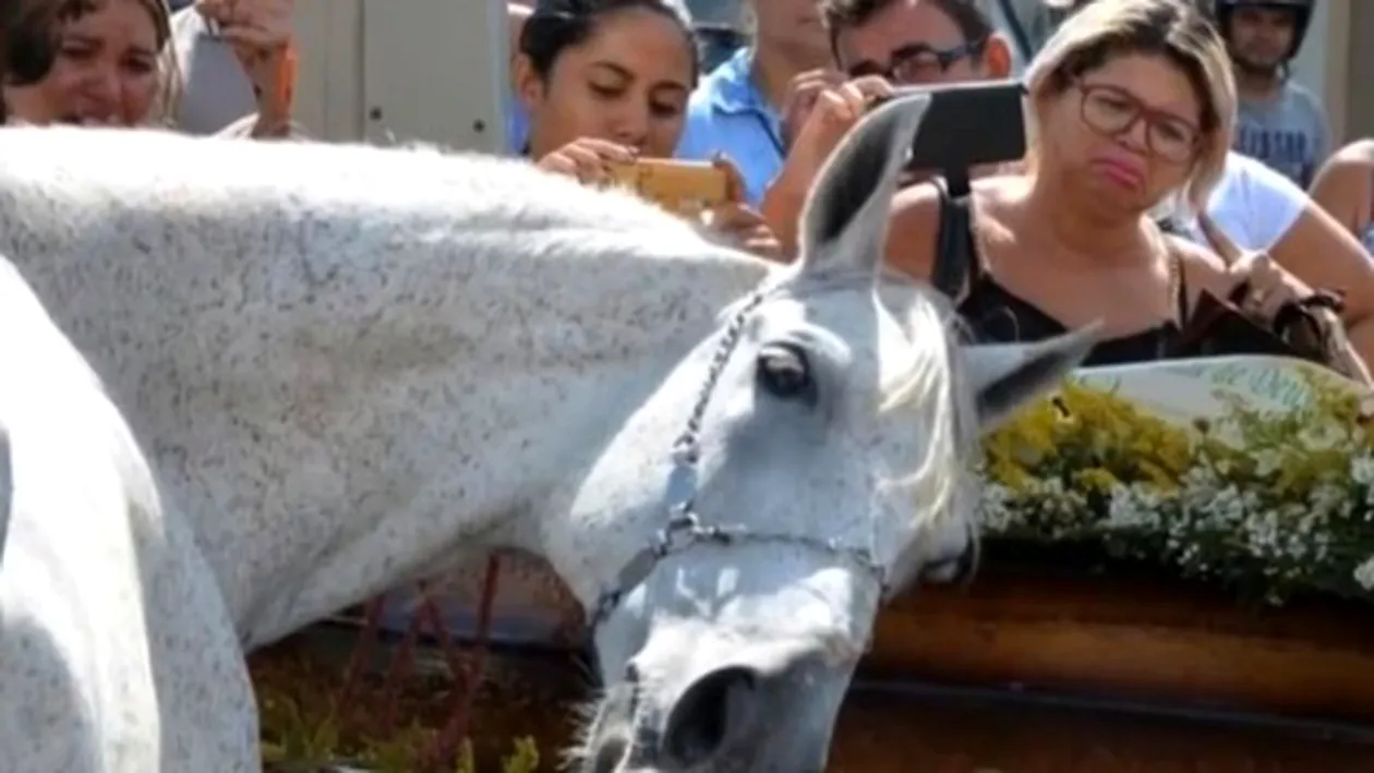 VIDEO! Un cal a fost adus la înmormântarea stăpânului său! Oamenii au rămas muţi de uimire când au văzut ce face animalul