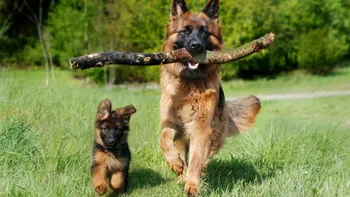 Reguli obligatorii pentru proprietarii de câini. Ce amenzi riscă cei care nu țin cont de legea din 2026