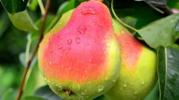 Beneficiile perelor. Fac minuni pentru sănătate şi au multe vitamine