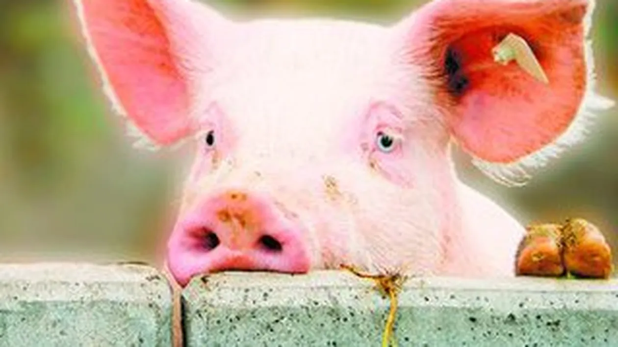 Si purceii au sentimente