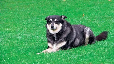 Destinul neasteptat al maidanezului care a ucis un japonez in Piata Victoriei, in 2006! A ajuns la o familie din Germania, apoi...