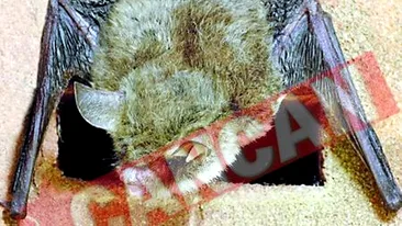 Invazie de lilieci in Capitala