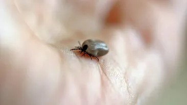 Invazie de căpușe la Botoșani! Peste 150 de oameni au ajuns la spital