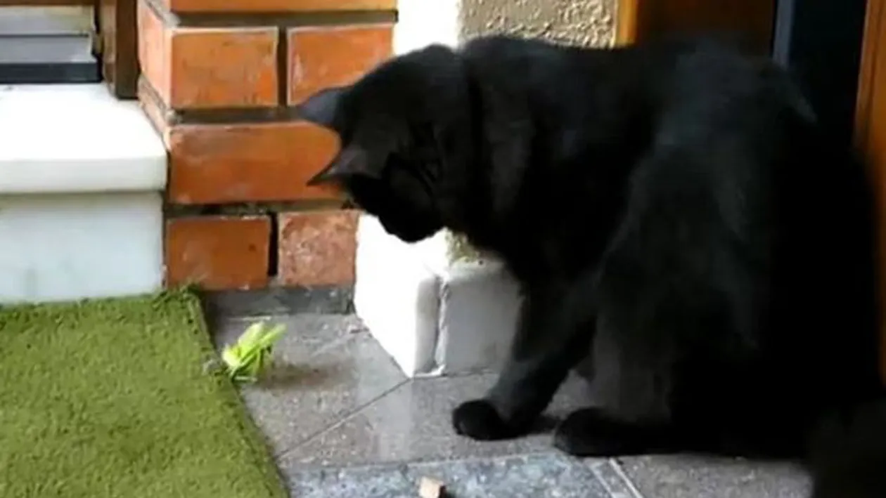 Mamifere vs. insecte: vezi lupta palpitantă dintre o pisică şi o călugăriţă!  