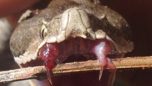 I-au amputat mana dupa ce a fost muscat de o vipera. Barbatul din Ialomita avea crescatorie ilegala de serpi