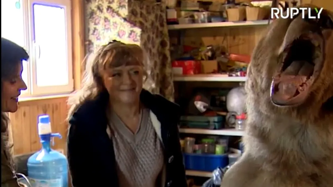 Uluitor! O familie din Rusia trăiește cu doi urși în casă! Fiecare are 300 de kg! VIDEO de senzație