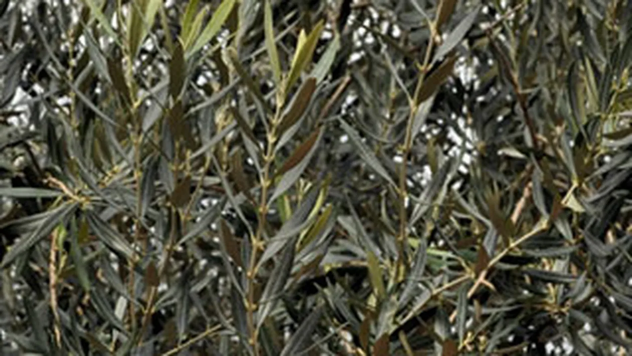 La un pas de tragedie! O salcie s-a prabusit peste o familie care se plimba prin parc, in Bacau