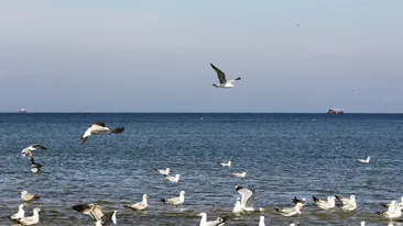 Intrusul de la malul marii! Vezi ce musafir nepoftit s-a strecurat in mijlocul unui stol de pescarusi