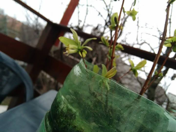 Plantele pot fi ținute și în ghiveci, spune cultivatorul