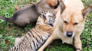 Mama mea este o catea!