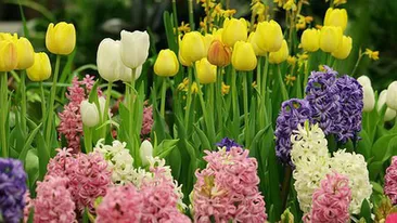 Mesaje de Florii 2018. Cele mai frumoase urări pentru cei dragi