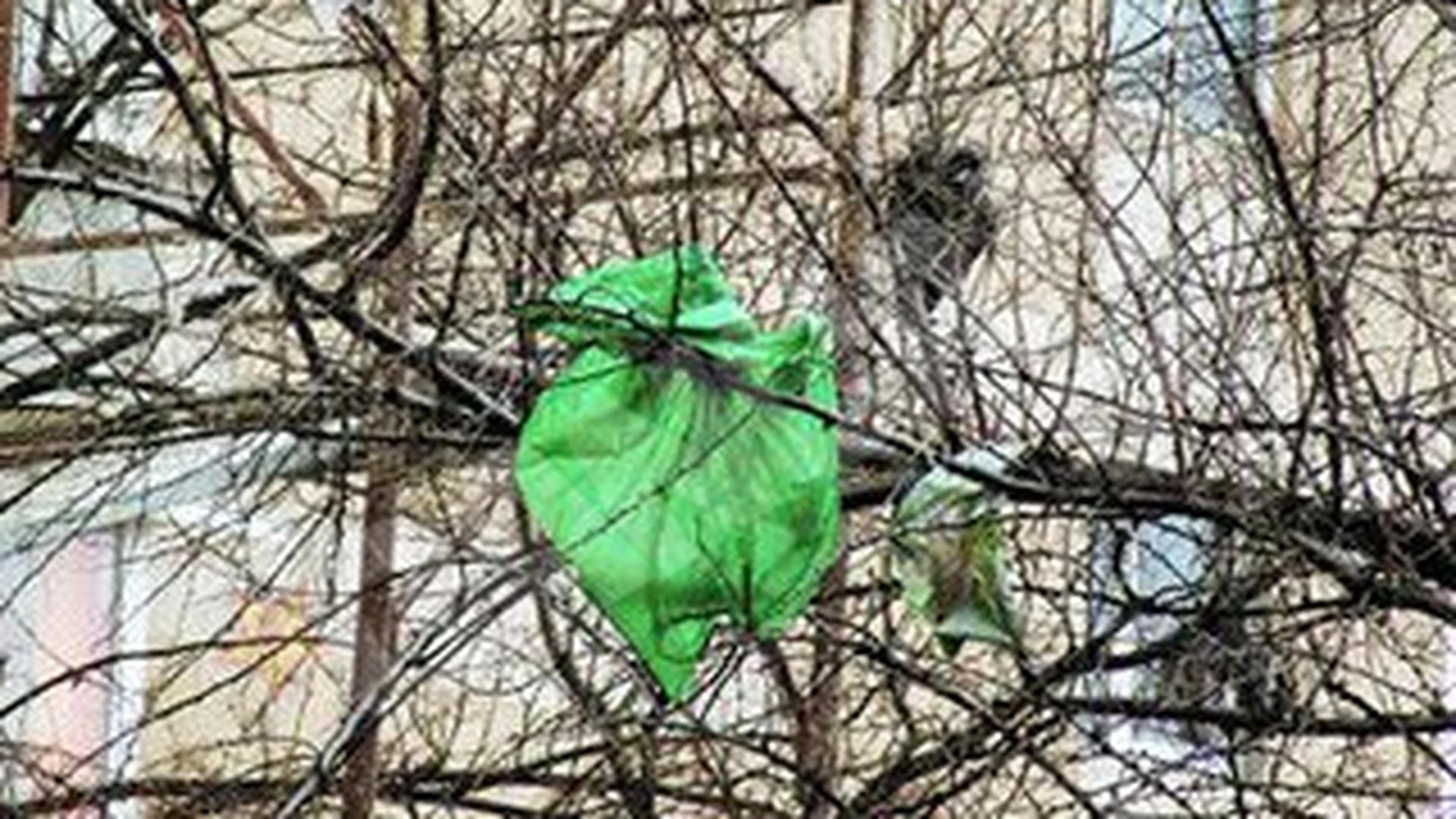 Pomi "decorati" cu gunoaie