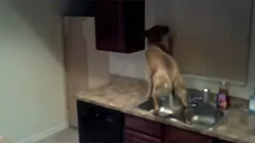 VIDEO Si-au inchis câinele in bucătărie si au montat o cameră de luat vederi! Ce au văzut pe filmări i-a SOCAT: Nu cred
