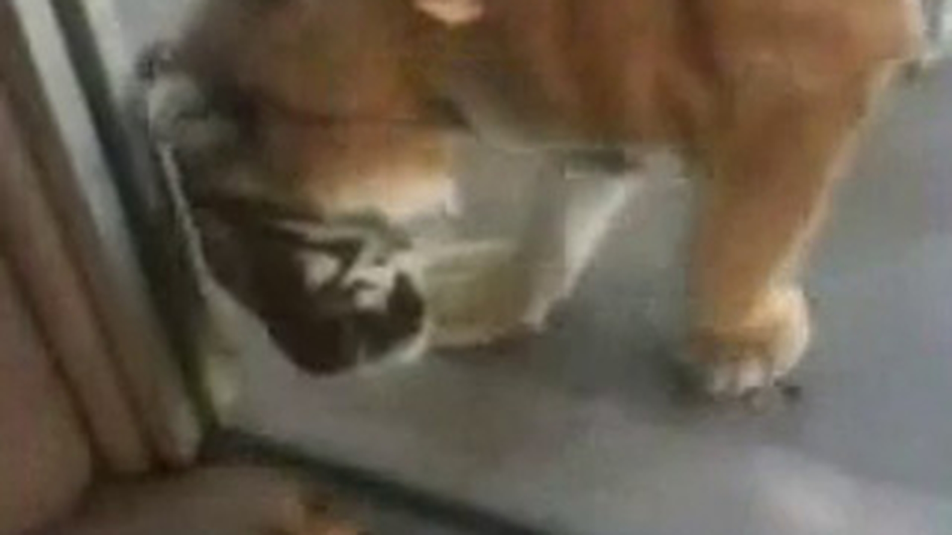 VIDEO Te-ai plictisit ca tigrul sa doarma cand te duci la zoo? Uite cum il poti anima: ii dai cu papucii pe la nas si sigur va sari pe tine! Da-i share