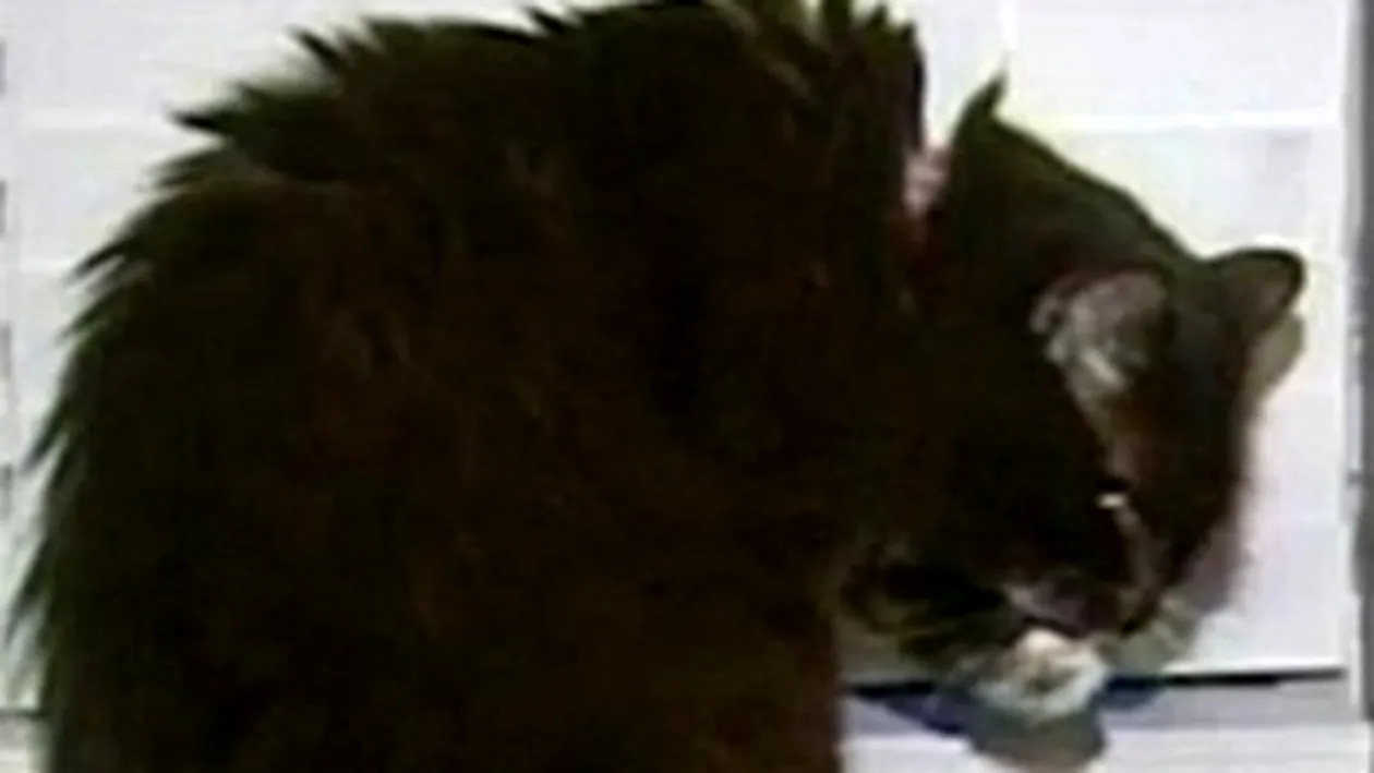 Negruta aceasta e Andrea, pisicuta care a supravietuit de doua ori dupa ce au vrut s-o eutanasieze!