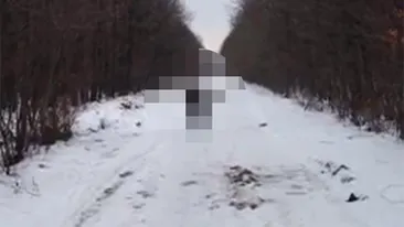 VIDEO Aparitie crepusculara pe un drum forestier din Romania! Ce a surprins pe camere un vanator, a uimit pe toata lumea