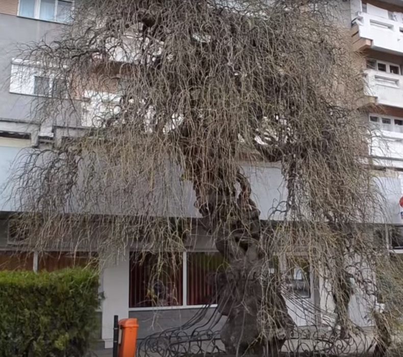 Copacul "împletit", "ciudăţenia" din centrul oraşului Satu Mare